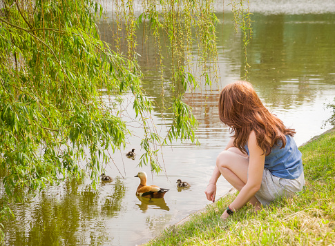 A young woman feeds a duck with small ducklings while sitting on the shore of a lake in a city park