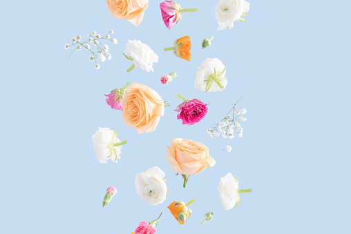 Vibrant Spring Flowers levitate on a pastel blue background. Background perfect for Spring, Summer, Mother's Day, International Women's Day, Weddings and various purposes.