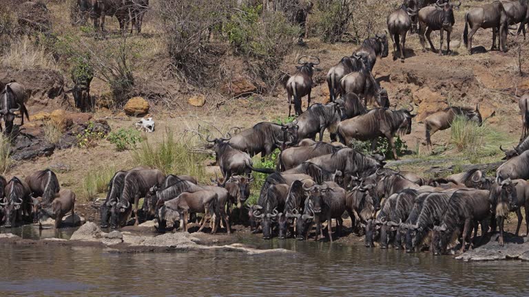 Wildebeest drinking water from the Mara river before crossing it