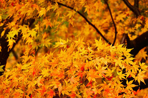 selective focus, yellow color, Autumn colors