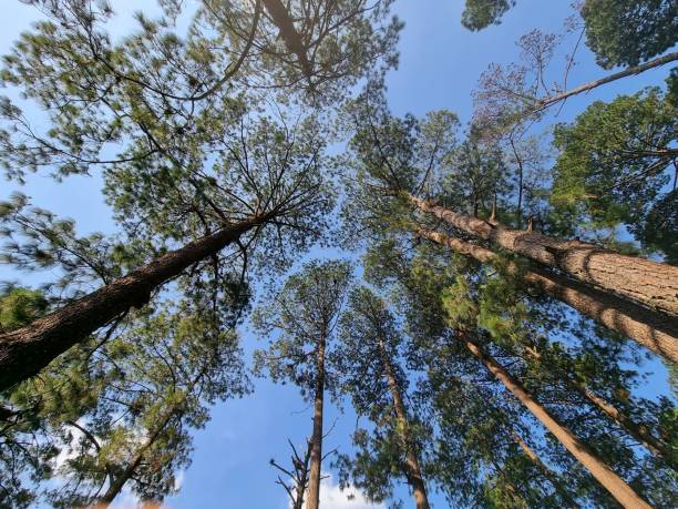 istock Living among giants 1891498987