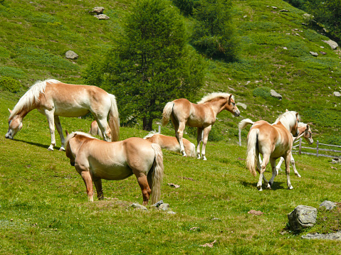 Many young Haflinger horses on an alpine meadow in South Tyrol.