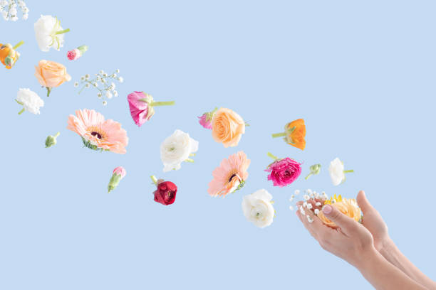 青い背景に女性の手から飛び立つ春の花。 - flower sparse single flower gerbera daisy ストックフォトと画像