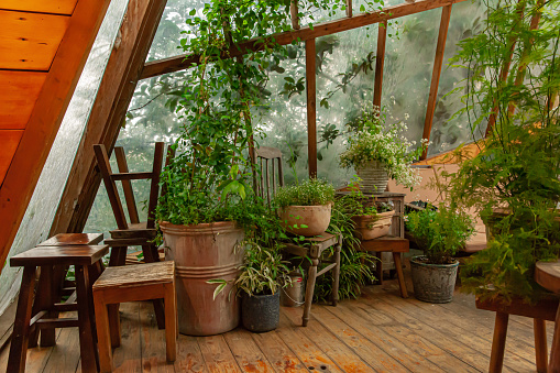 Vintage greenhouse garden with wooden chairs, flower pots