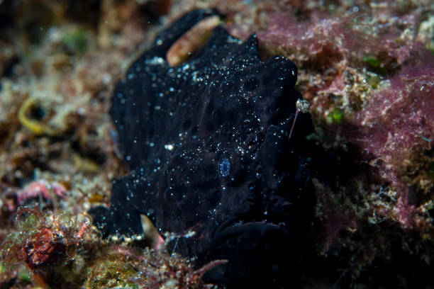 istock Painted frogfish Antennarius pictus 1891561162