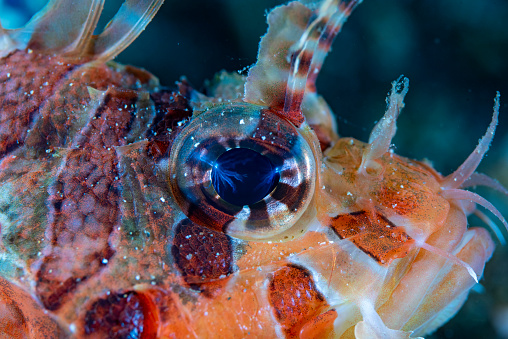 Lionfish's eye close-up, Anilao Philippines