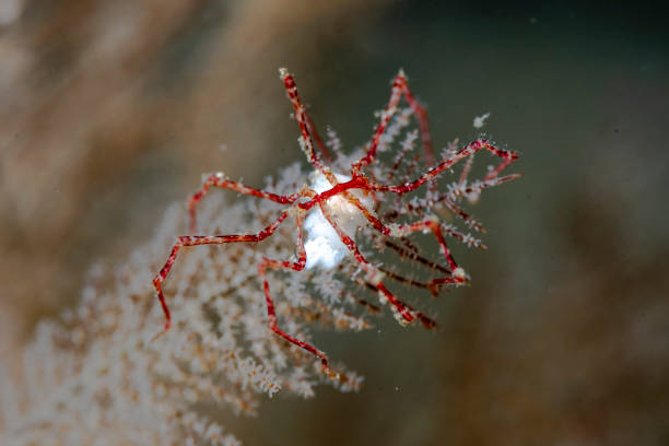 Pycogonid 100+ Sea Spider Pictures Stock Photos, Pictures & Royalty-Free Images ...