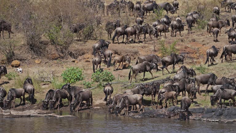 Wildebeest drinking water from the Mara river before crossing it