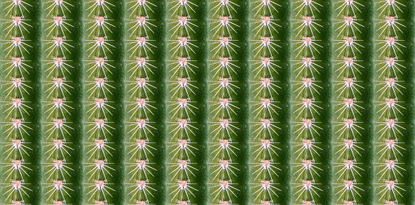 Green saguaro columnar cactus with thorns flat seamless pattern
