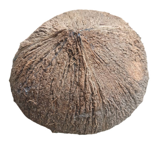 Coconut isolated on white background. Clipping path included.