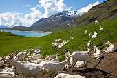 Herd of white goats grazing on green hills pyrenees french mountains near lake blue