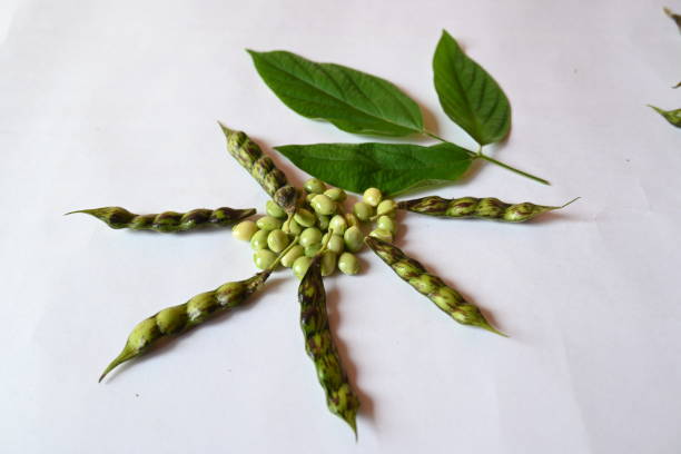 Fresh green pigeon pea. Its other names Cajanus cajan, pigeonpea, red gram or tur. This is a perennial legume from the family Fabaceae.