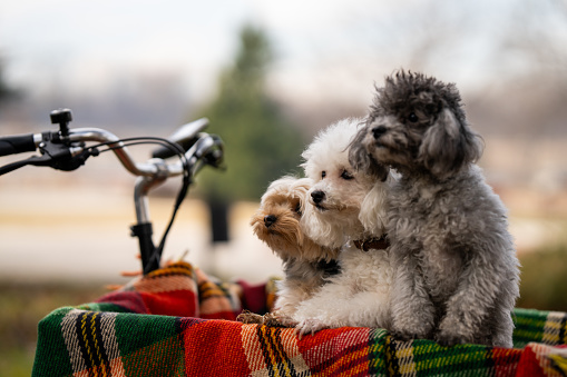 Portrait of three cute little dogs in colorful pet clothes standing in cargo bike in city park without people