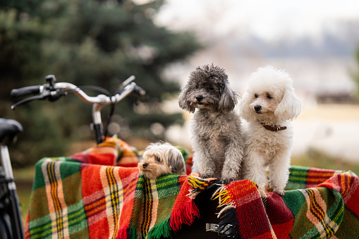 Cute dogs waiting for the owner in cargo bike outdoors