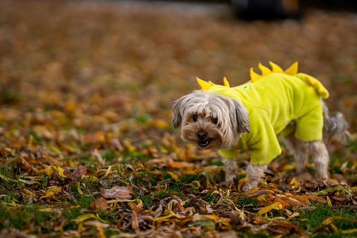 Cute little Yorkshire terrier in dragon costume walking in off-leash dog park