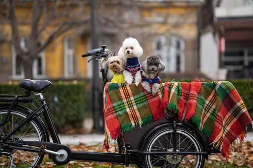 Portrait of three cute little dogs in colorful pet clothes patiently waiting for the owner in cargo bike in city park