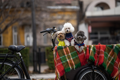 Portrait of three cute little dogs in colorful pet clothes patiently waiting for the owner in cargo bike in city park