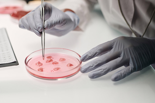 Hands of unrecognizable scientist holding tongs taking sample of raw meat from petri dish