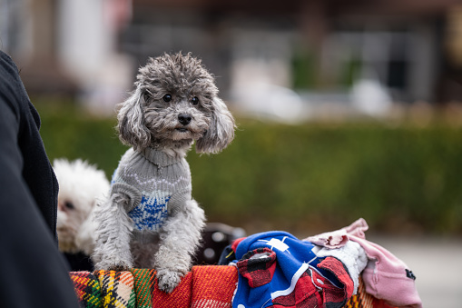 Young woman dressing up her two cute poodles while preparing to ride them in cargo bike in city park