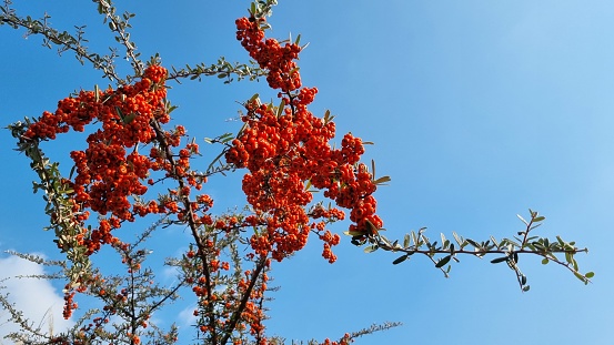 Red firethorn under blue sky