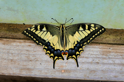 Swallowtail Butterfly ( Papilio machaon) resting on the wooden framework of a polytunnel