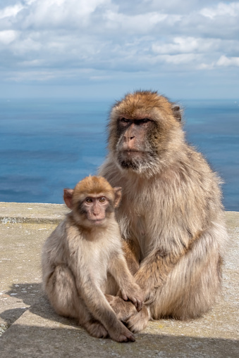 A Barbary Macaque and young sitting on a wall on the Rock of Gibraltar with seascape in the background.