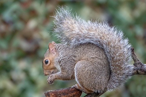Close-up of a wild grey squirrel on a branch, eating.