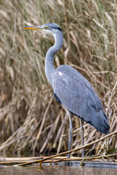 istock A gray heron (Ardea cinerea) sits on the edge of a lake 1891709104