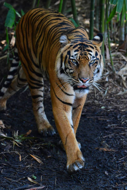 istock Samaritan Tiger in Melbourne zoo Australia 1891715380
