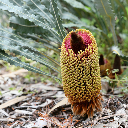 Banksia petiolaris is found in sandy soils in the south coastal regions of Western Australia. It is one of several closely related species that will all grow as prostrate shrubs, with horizontal stems and thick, leathery upright leaves. Those of this species can be viable for up to 13 years—the longest-lived of any flowering plant recorded. It bears yellow cylindrical flower spikes, known as inflorescences, up to 16 cm (6+1⁄4 in) high in spring. As the spikes age, they turn grey and develop up to 20 woody seed pods, known as follicles, each.
