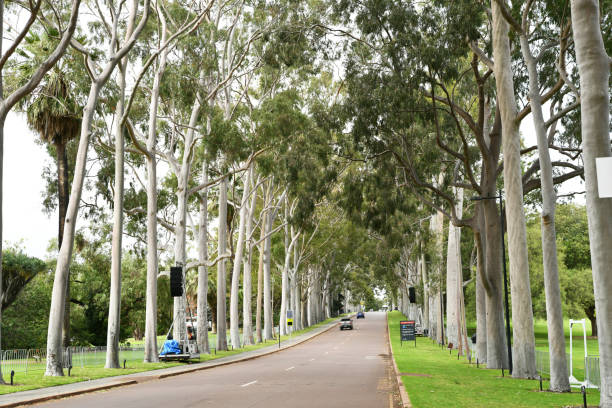 istock Fraser Avenue in King's Park, Perth (WA) is lined with karri trees 1891722670
