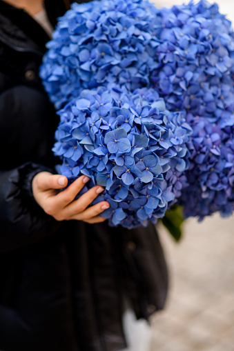 Woman holding big and beautiful bouquet of fresh blue hydrangea flowers. Closeup view. Flowers for sale