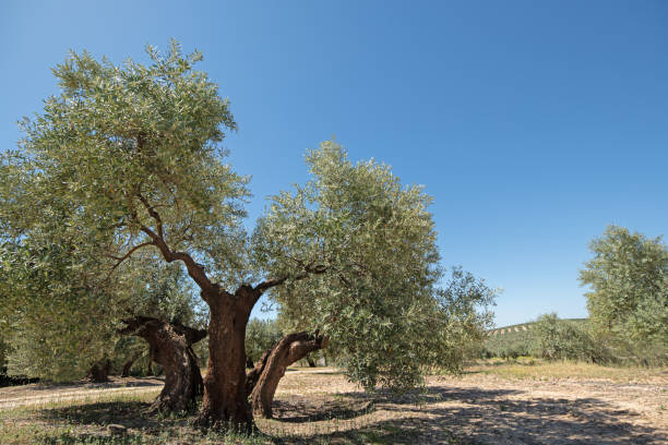 istock Olive tree in the olive grove with 3 separate trunks underground 1891733129