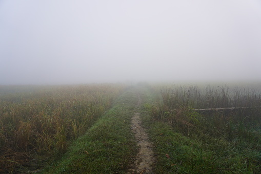 The moistened sawdust conditions in the morning. fog trail in the village morning fog.