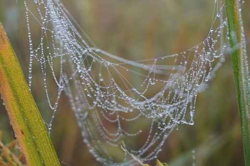 water drops Spider Web Covered with Sparkling Dew Drops.\nSpider web covered with frost rice field.