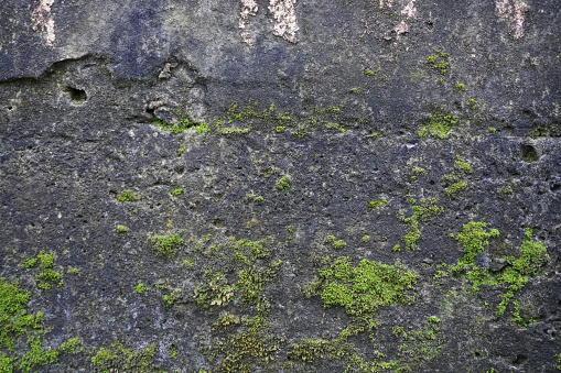 Lichen on ston old vintage grunge concrete cement bricks wall background wallpaper