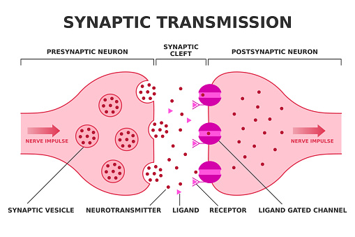 Nerve impulse transition from presynaptic neuron to postsynaptic neuron. Neurotransmitter release from synaptic vesicle. Ligand gated channel. Vector.