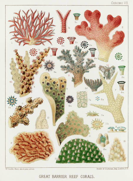 The Great Barrier Reef of Australia. A colorful plate of an antique book about corals and coral reefs, pearls and pearl shells, beche-de-mer, and marine fauna. Ca1890