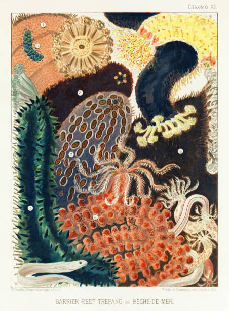 The Great Barrier Reef of Australia. A colorful plate of an antique book about corals and coral reefs, pearls and pearl shells, beche-de-mer, and marine fauna. Ca1890