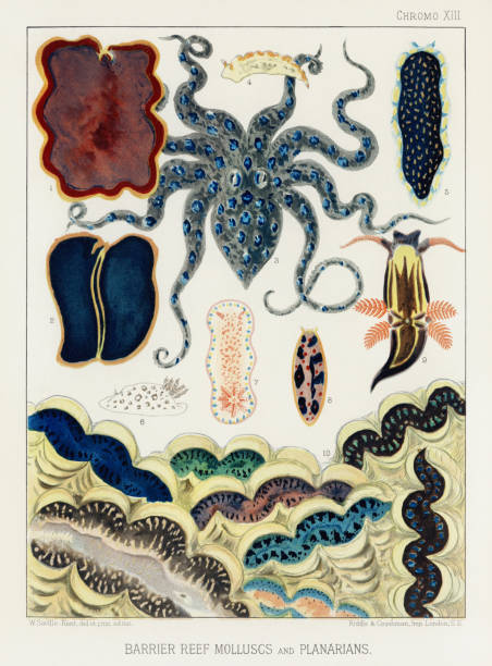 istock Antique Sea Life Illustration: Colorful Coral Reef Bookplate (Circa 1890) 1891785173