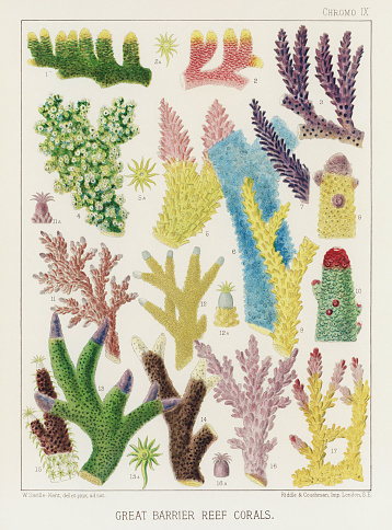 The Great Barrier Reef of Australia. A colorful plate of an antique book about corals and coral reefs, pearls and pearl shells, beche-de-mer, and marine fauna. Ca1890
