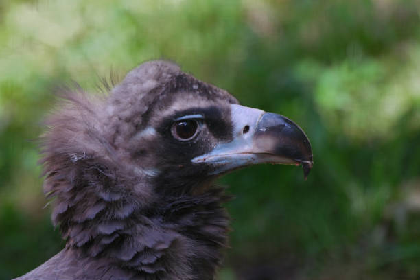 monk vulture stock photo