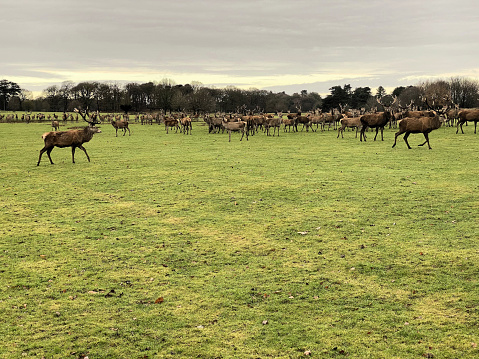 A view of a Herd of Red Deer in the winter
