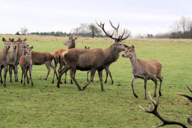 istock A view of a Herd of Red Deer 1891791433