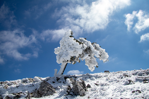 Lonely frozen  tree on the top of mountain Kithairon, Greece.