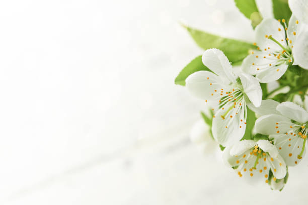 Blooming white apple or cherry blossom on background of blue sky. Happy Passover background. Spring Easter background. World environment day. Easter, Birthday, womens day holiday. Top view. Mock up.