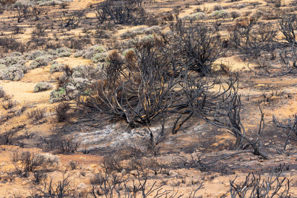 istock Tenerife's Teide National Park, burnt forest after 2023 fire. 1891878629