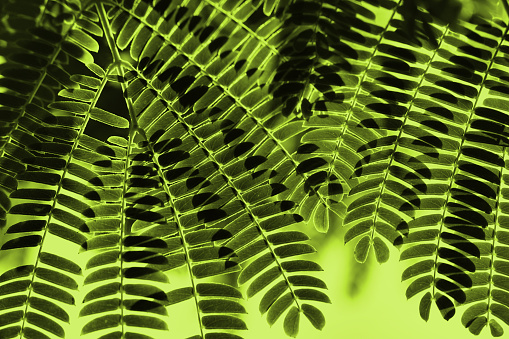 Long green fern leaves foliage background