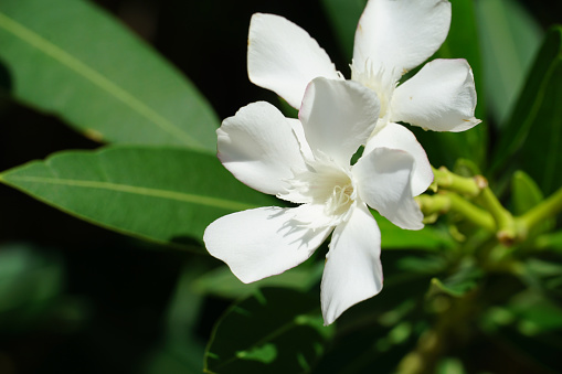 White flowers of Oleander tree on the blurred green background close up