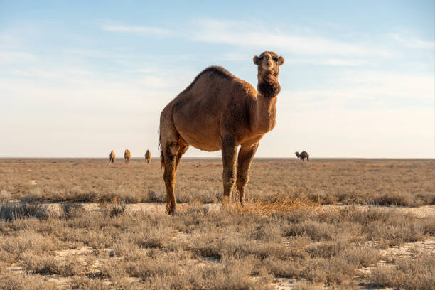 cammello selvatico nel deserto del karakum - deserto del karakum immagine foto e immagini stock